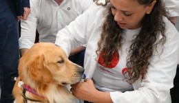 Projeto Patas que Acolhem começa a funcionar