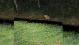 Onça-pintada é vista caçando veado em rodovia do parque das Cataratas do Iguaçu