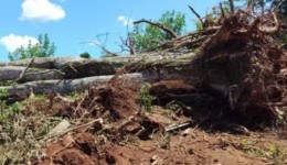 Homem é preso por desmatar área de proteção ambiental no Paraná