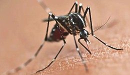 Sesa alerta para circulação de múltiplos sorotipos da dengue e reforça prevenção no Paraná