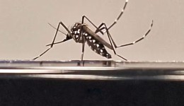 Saúde amplia investimento em tecnologia para combate ao Aedes aegypti e espera fornecer vacina nacional contra dengue em 2026