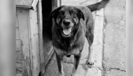 Familiar de suspeito tentou esconder peça-chave da investigação