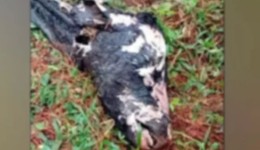 Carcaça de vaca é encontrada em parque ambiental