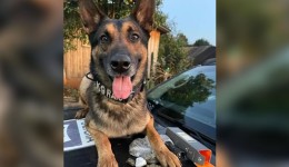 K9 Raio é afastado das operações por problemas de saúde após trajetória marcante na Polícia Civil