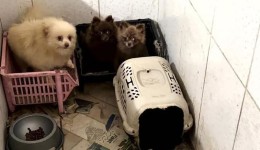 Cinquenta cães da raça Spitz alemão são resgatados em situação de maus-tratos