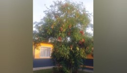 Biólogo alerta sobre Falso-Pau-Brasil, divulgado em matéria do portal em escola municipal