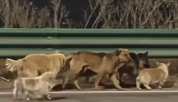 Sete cães de raça escapam de traficantes de carne e caminham 17 km em fuga heróica