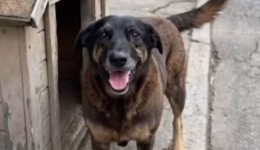 Após morte do cão Orelha, deputado de SC propõe internação de menores por maus-tratos a animais