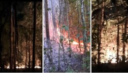 Incêndio em reflorestamento causa grande prejuízo