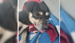 MPSC denuncia mulher por enterrar cachorrinha prenhe viva em Joinville
