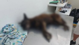 Laudo veterinário aponta lesões graves no cão Orelha