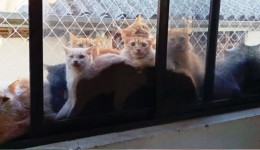 Resgate de mais de 400 gatos em Concórdia pode custar até R$ 500 mil ao município