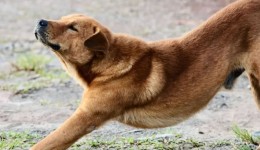 O que significa quando seu cachorro começa a se espreguiçar na sua frente ao chegar em casa?