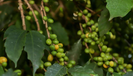 Café paranaense de Mandaguari é reconhecido com 20ª indicação geográfica do estado