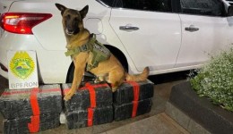 Polícia apreende 193 kg de maconha após perseguição; motorista é preso 