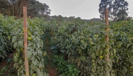 Paraná tem 3º maior rebanho de coelhos do País