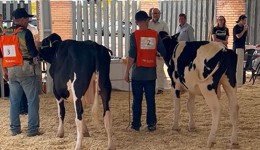 Expobel destaca força da pecuária leiteira com julgamento da raça Holandesa