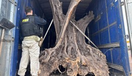 PRF apreende oliveiras contrabandeadas no Paraná