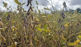 El Niño pode impulsionar safra de soja nos EUA e aumentar riscos para lavouras no Brasil