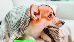 Gripe canina e felina: como identificar e quais os principais cuidados?