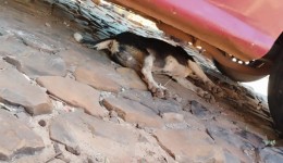 Moradores denunciam possível envenenamento de animais no bairro Santa Mônica