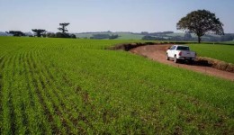 Clima favorece avanço do plantio de trigo no Brasil