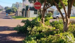 Poda de árvores e manutenção urbana somam 681 atendimentos no primeiro semestre
