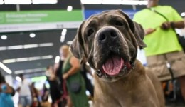 Projeto de lei que estipula pena de 2 a 6 anos a quem matar cão ou gato vai para o Senado