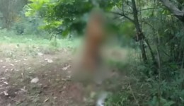 Homem é preso suspeito de enforcar e matar cachorro no Paraná