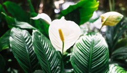 O erro mais comum que impede o lírio-da-paz de florir e a dica prática que ajuda a planta voltar a dar flores