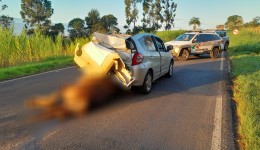Colisão entre carro e égua deixa dois policiais feridos