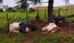 Raio atinge área rural e mata cinco vacas durante temporal no Paraná