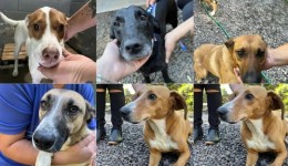 Campanha busca dar “match” entre cães e novos tutores 