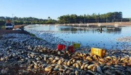 Agricultor tem prejuízo de cerca de R$ 9 milhões após queda de energia causar morte de 900 mil kg de tilápias