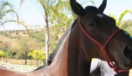 Menor é apreendido após furtar cavalo em propriedade rural