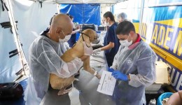 Francisco Beltrão abre inscrições para o Programa Castrapet