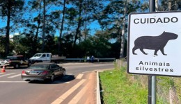 Sinalização alerta para animais no meio urbano