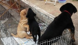 Projeto aprovado pelos vereadores proíbe feiras de venda de animais domésticos