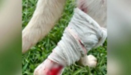 Homem é detido após cachorro ser ferido por disparo de arma de pressão
