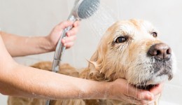 Falta de higiene bucal pode causar doenças no coração, rins e fígado, alerta veterinária