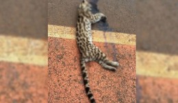 Jaguatirica é encontrada morta em estrada
