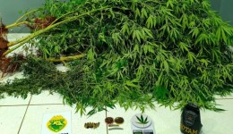 Polícia descobre plantação de cannabis e prende homem