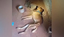 Tutor é preso após cachorro ser encontrado em situação de maus-tratos; animal morreu horas após o resgate