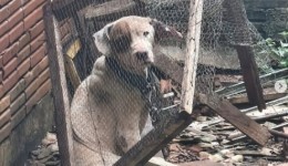 Cães são resgatados em situação de maus-tratos