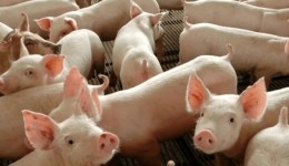 Exportação de carne suína do Brasil registra 2º maior volume mensal da história, diz associação