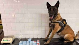 K9 Becky auxilia em apreensão de haxixe, no Paraná