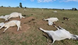 Frio intenso mata 74 bovinos em fazendas no Mato Grosso do Sul
