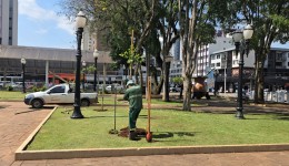 Dia da Árvore tem distribuição de mudas e ações ambientais