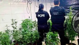 Polícia Civil encontra laboratório de cultivo e processamento de maconha em Mandaguari