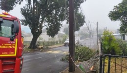 Queda de árvore afeta atendimento na Unidade de Saúde da Cango
